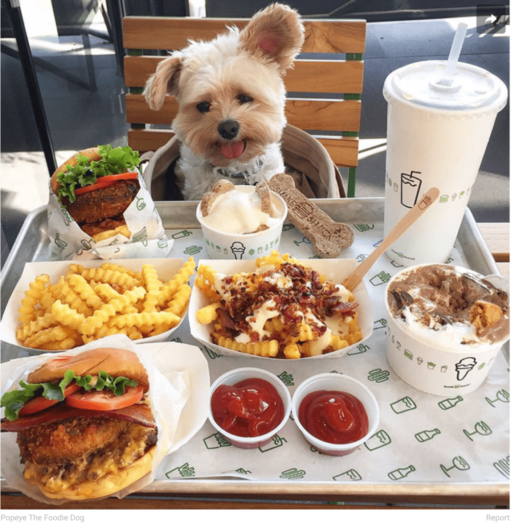 Perro con comida Popeye de foodie dog